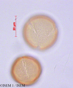 ISEM 1/Bartsia_laticrenata_29133/Bartsia_laticrenata_29133_0001(copy)_thumb.jpg